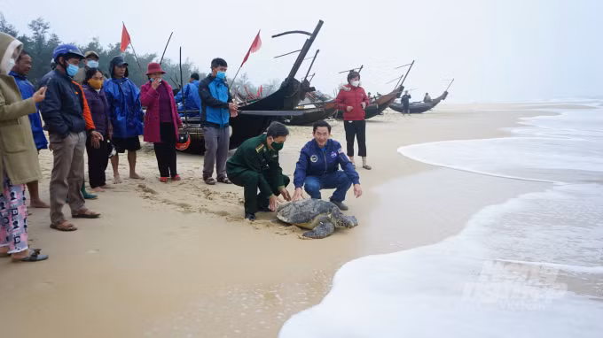 Sau khi mang con rùa lên bờ, ông Tuyên thông báo cho chính quyền địa phương. Nó được kiểm tra sức khỏe và xác định có chiều dài khoảng 70 - 80 cm, nặng khoảng 50 kg và ở trong tình trạng khỏe mạnh.
