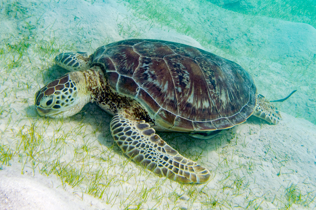 Bên cạnh đó, cơ quan chức năng có những biện pháp bảo vệ loài rùa biển quý hiếm này. Trong đó, pháp luật quy định người nào săn bắt, làm thịt hoặc nuôi nhốt, vận chuyển, buôn bán chúng có thể bị phạt tiền từ 500 triệu đồng đến 2 tỷ đồng hoặc chịu trách nhiệm hình sự từ 1 - 5 năm tù theo điều 244 Bộ luật hình sự.