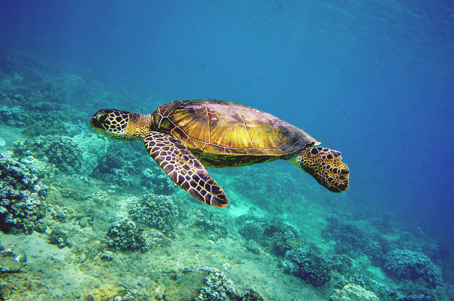 Loài rùa biển này thường xuất hiện ở vùng biển trải dài từ Nam Định đến Kiên Giang.