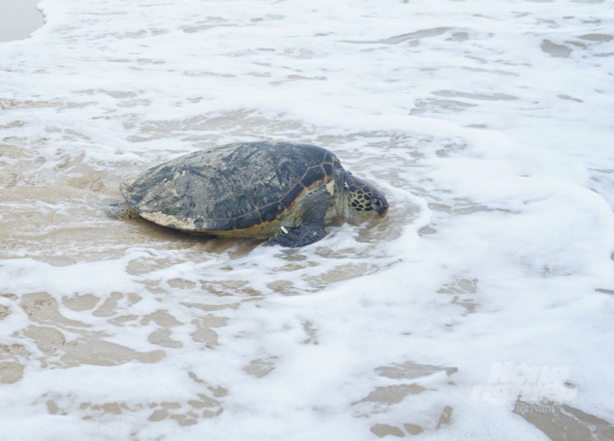 Cùng ngày hôm đó, cá thể rùa biển trên được Hạt Kiểm lâm huyện Nghi Xuân và các lực lượng chức năng thả về với môi trường tự nhiên.