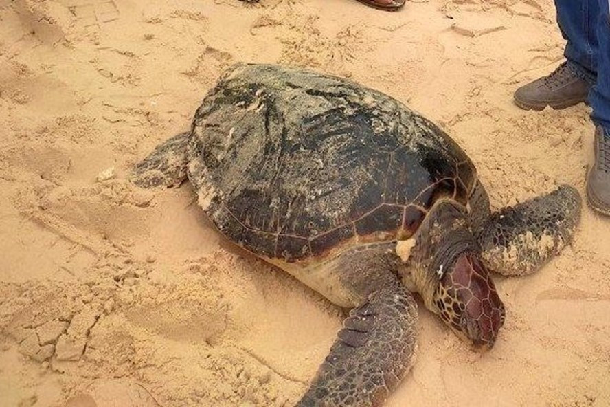 Vào ngày 16/2, Hạt Kiểm lâm huyện Nghi Xuân (Hà Tĩnh) cho hay đơn vị đã phối hợp với các lực lượng thả một cá thể rùa biển quý hiếm nặng khoảng 50 kg về môi trường tự nhiên.