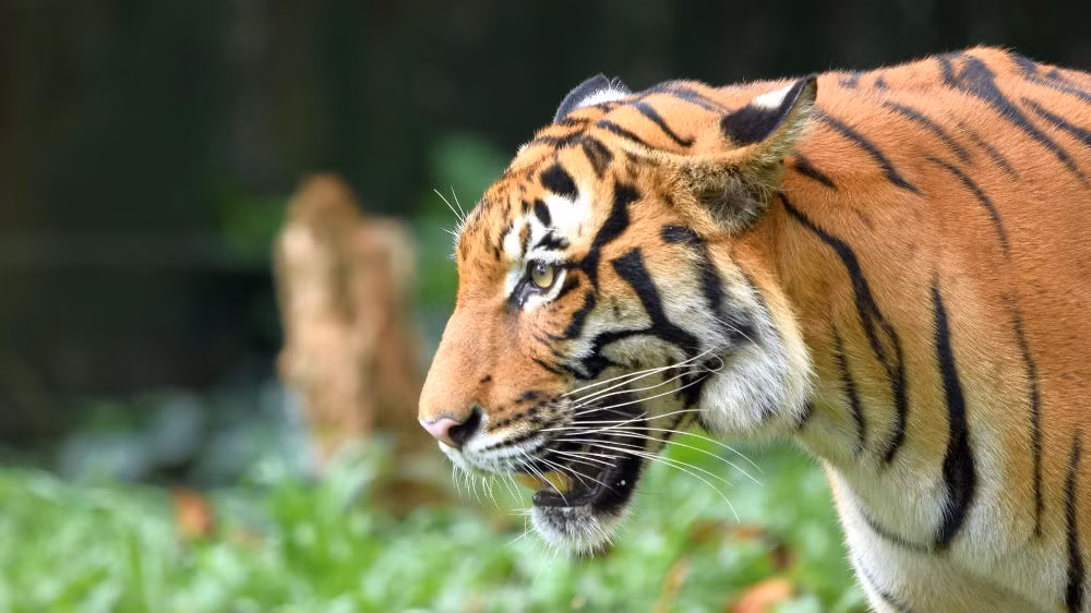 Hổ Mã Lai được coi như người hộ mệnh luôn sát cánh cùng Malaysia vượt qua mọi "sóng gió". Người dân quốc gia này còn đặt biệt danh cho loài hổ này là “Pak Belang” (có nghĩa “Quý ngài Lông Vằn”).