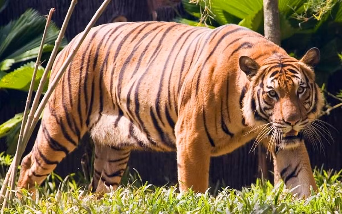  Hổ Mã Lai là loài động vật quý hiếm của Malaysia. Số lượng cá thể hổ này trong tự nhiên đã giảm từ khoảng 500 con vào đầu những năm 2000 xuống còn dưới 150 con hiện nay.