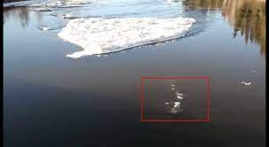 Trong lúc làm việc, ông McCaa bất ngờ nhìn thấy có sinh vật lạ dưới sông Chena. Vì vậy, ông đã dùng điện thoại di động quay được một video có sự xuất hiện của quái vật bí ẩn này.