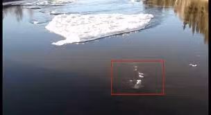 Trong lúc làm việc, ông McCaa bất ngờ nhìn thấy có sinh vật lạ dưới sông Chena. Vì vậy, ông đã dùng điện thoại di động quay được một video có sự xuất hiện của quái vật bí ẩn này.