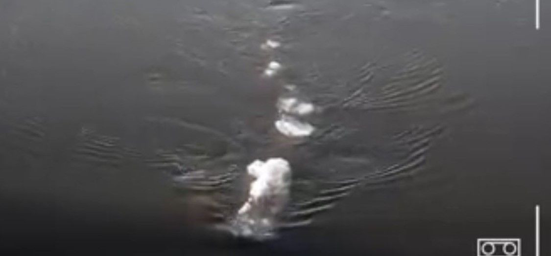 Căn cứ vào những hình ảnh trong video, sinh vật lạ có chiều dài khoảng 4,5m.