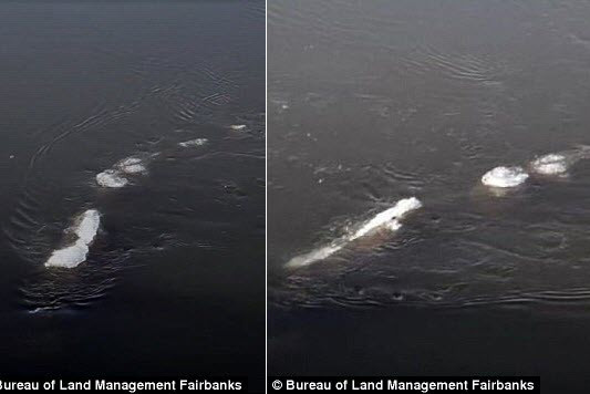 Bí ẩn quái vật khủng dưới lòng sông Alaska: "Họ hàng" của Loch Ness? Bi an quai vat khung duoi long song Alaska: