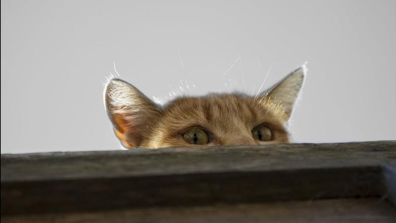 Theo nội dung báo cáo, CIA đã chi hàng triệu USD cho "Operation Acoustic Kitty". Tuy nhiên, dự án tuyệt mật một thời này của Mỹ không đạt được thành công như mong đợi. Cuối cùng, dự án bị hủy bỏ.