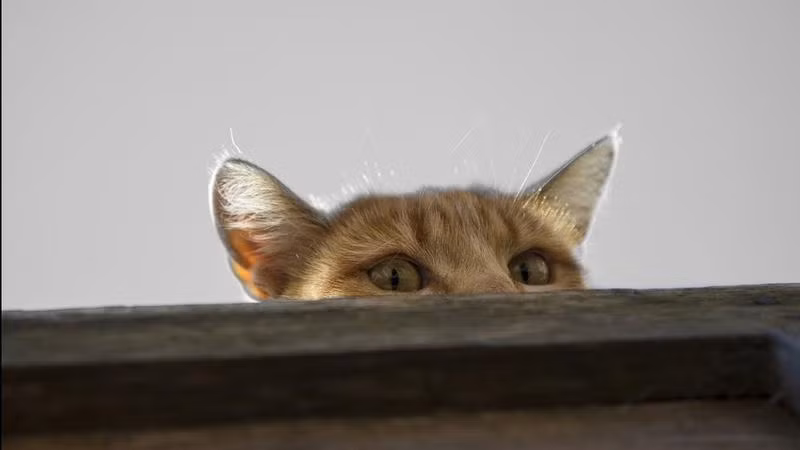 Theo nội dung báo cáo, CIA đã chi hàng triệu USD cho "Operation Acoustic Kitty". Tuy nhiên, dự án tuyệt mật một thời này của Mỹ không đạt được thành công như mong đợi. Cuối cùng, dự án bị hủy bỏ.