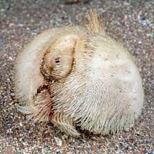 Sau khi xem xét tỉ mỉ các sinh vật lạ xuất hiện trên bờ biển, các chuyên gia về hải dương học cho biết chúng thực chất là một loài nhím mang tên "khoai tây biển".