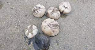 Nhím "khoai tây biển" có màu trắng xám, vỏ mỏng, giòn. Chúng có những chiếc gai nhỏ màu vàng nâu.