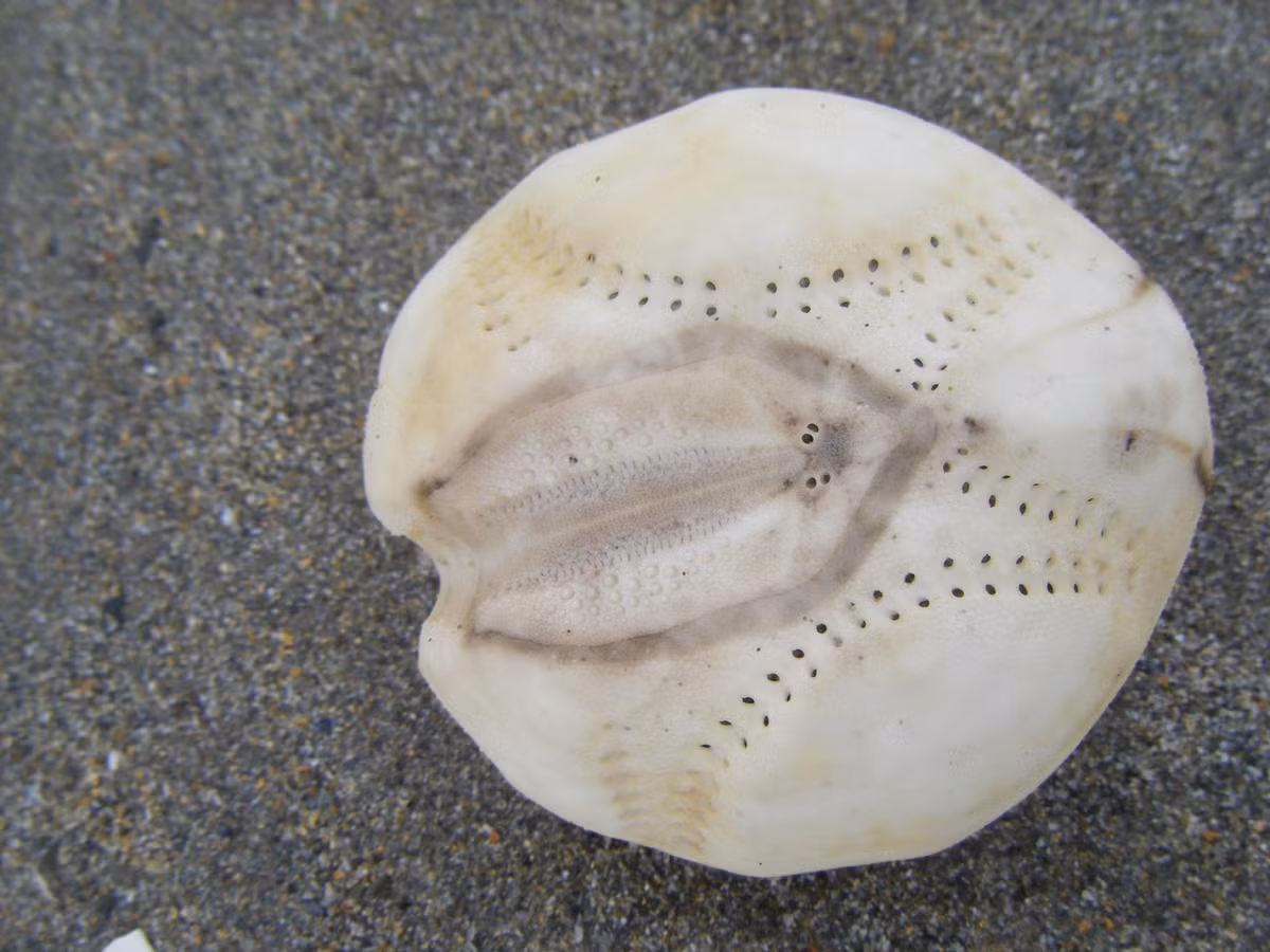 Trước sự việc kỳ lạ này, người dân nhanh chóng thông báo cho giới chứ trách để làm rõ bí ẩn gây tò mò lớn.