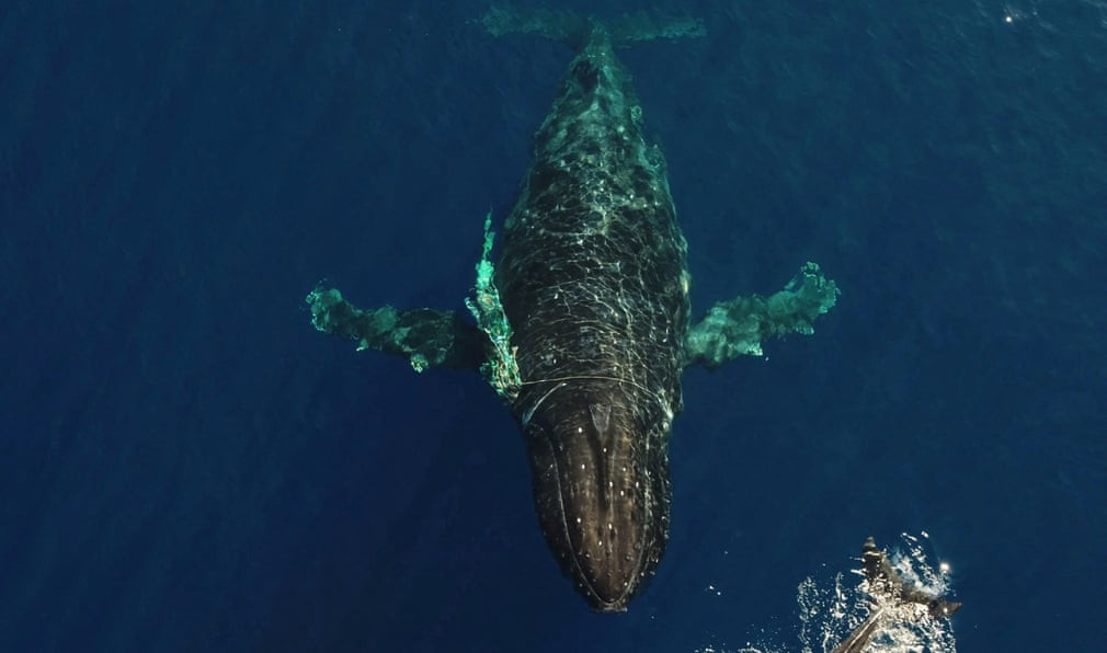 Một con cá voi lưng gù được nhìn thấy ngoài khơi Maui, Hawaii, Mỹ, bị quấn quanh bởi một sợi dây và các mảnh vụn rác thải đại dương. (Ảnh: NOAA/Reuters)