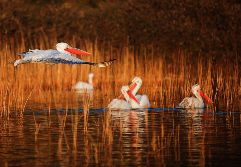 Một con bồ nông bay trên mặt hồ Dojran dưới ánh nắng ban mai. Nằm ở khu vực biên giới Hy Lạp và Bắc Macedonia, hồ Dojran từng đối diện với nguy cơ khô cạn. Tuy nhiên, hiện nơi này đã trở thành một khu bảo tồn thiên nhiên thu hút các loài chim khác nhau trong suốt mùa đông do khí hậu tương đối ấm áp và có số lượng cá lớn. (Ảnh: Ognen Teofilovski/Reuters)