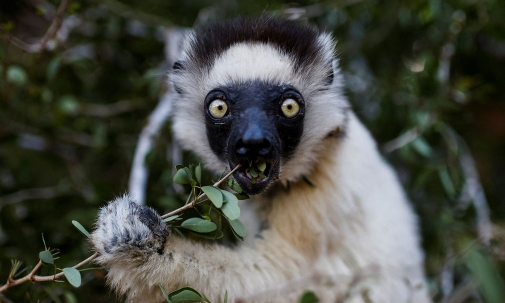 Một con vượn cáo Sifaka ăn lá cây tại Khu bảo tồn Berenty ở tỉnh Toliara, Madagascar. Đây là một trong những khoảnh khắc tuyệt đẹp và ấn tượng về thế giới động vật hoang dã. (Ảnh: Alkis Konstantinidis/Reuters)