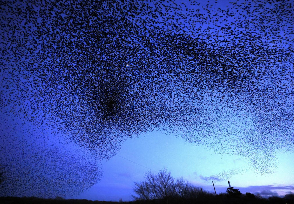 Chim sáo đá bay thành đàn ở Knaresborough, Vương quốc Anh. (Ảnh: Lee Smith/Reuters)