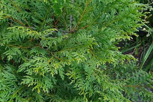 Cuối cùng, bí ẩn về "khúc gỗ" của Tiểu Lý được giải đáp khi một người bạn đưa mời chuyên gia tới kiểm tra.