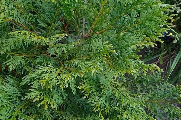 Cuối cùng, bí ẩn về "khúc gỗ" của Tiểu Lý được giải đáp khi một người bạn đưa mời chuyên gia tới kiểm tra.