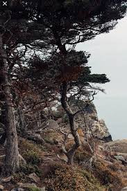 Sau khi làm sạch bụi đất, tiểu Lý để "khúc gỗ" trong sân. Kế đến, anh mời một cụ già trong làng tới xem đó thực chất là thứ gì. Tuy nhiên, ông lão không thể đưa ra câu trả lời.