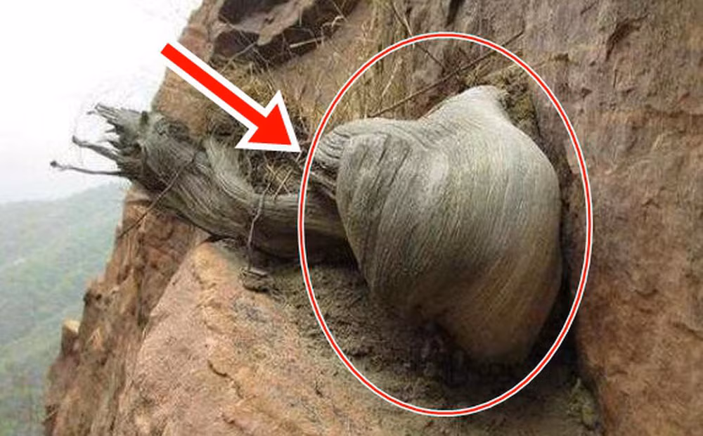 Tiểu Lý sinh ra và lớn lên ở một khu vực miền núi tại Trung Quốc. Anh thường lên núi hái thuốc. Nhờ công việc này, anh tình cờ tìm được " khúc gỗ".