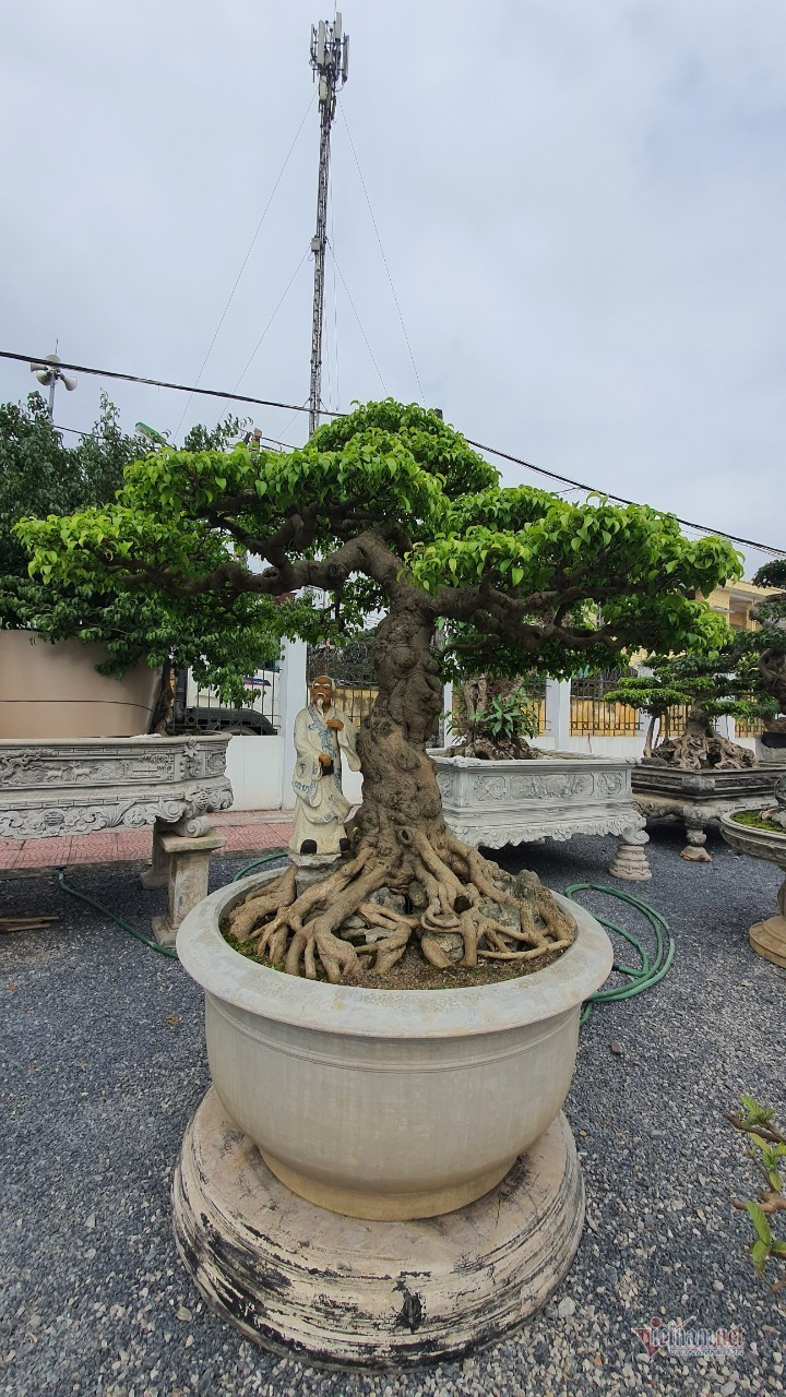 Vườn hội tụ những 'siêu cây' đình đám khắp 3 miền - Hình 18 Vuon hoi tu nhung 'sieu cay' dinh dam khap 3 mien-Hinh-18