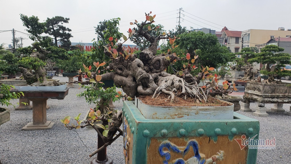 Vườn hội tụ những 'siêu cây' đình đám khắp 3 miền - Hình 16 Vuon hoi tu nhung 'sieu cay' dinh dam khap 3 mien-Hinh-16