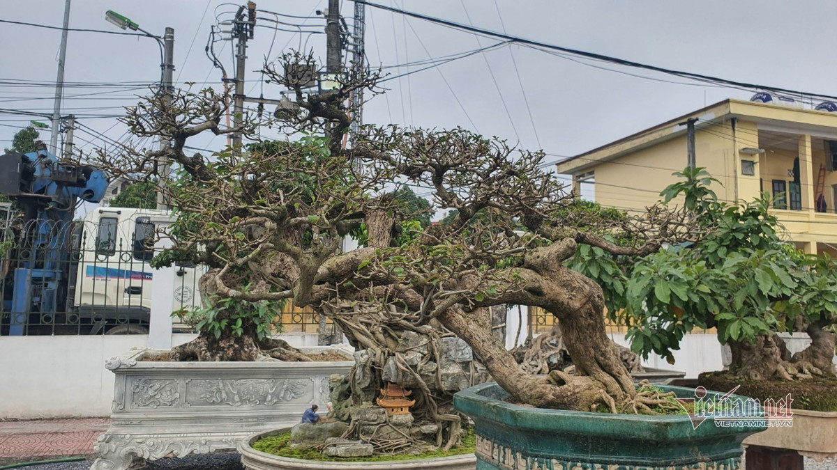 Vườn hội tụ những 'siêu cây' đình đám khắp 3 miền - Hình 20 Vuon hoi tu nhung 'sieu cay' dinh dam khap 3 mien-Hinh-20