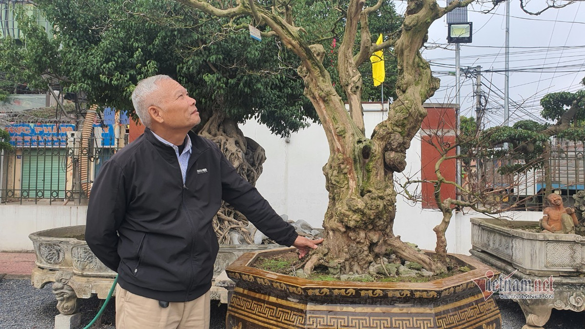 Vườn hội tụ những 'siêu cây' đình đám khắp 3 miền - Hình 17 Vuon hoi tu nhung 'sieu cay' dinh dam khap 3 mien-Hinh-17