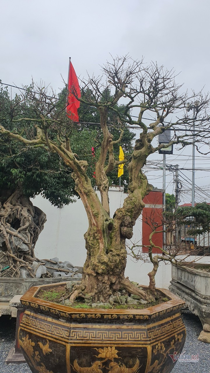 Vườn hội tụ những 'siêu cây' đình đám khắp 3 miền - Hình 19 Vuon hoi tu nhung 'sieu cay' dinh dam khap 3 mien-Hinh-19