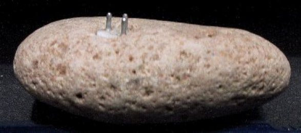 Sau khi làm sạch bụi bẩn, Williams nhận thấy nó trông giống như một phích cắm điện. Về sau, các chuyên gia tiến hành kiểm tra nó và phát hiện sự thật bất ngờ.