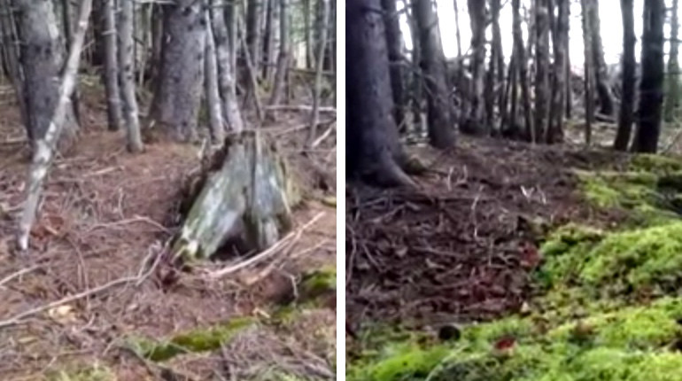 “Khi tôi bước chân vào khu vực có nhiều cây cối chưa bị đốn hạ, tôi nhận thấy mặt đất đang rung chuyển. Tôi tưởng rằng những cây lớn sẽ bị trận gió mạnh quật ngã nhưng thật kỳ diệu, các cây nhỏ xung quanh đã giữ chúng đứng lại khi gió thổi xô cây nọ vào cây kia”, ông Nuttall nói về sự việc kỳ lạ trên.