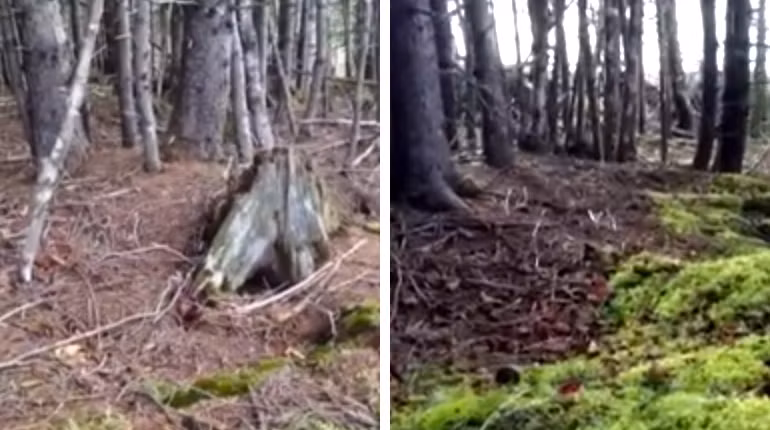 “Khi tôi bước chân vào khu vực có nhiều cây cối chưa bị đốn hạ, tôi nhận thấy mặt đất đang rung chuyển. Tôi tưởng rằng những cây lớn sẽ bị trận gió mạnh quật ngã nhưng thật kỳ diệu, các cây nhỏ xung quanh đã giữ chúng đứng lại khi gió thổi xô cây nọ vào cây kia”, ông Nuttall nói về sự việc kỳ lạ trên.