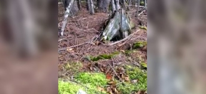 Nếu gặp trận gió cực mạnh thì những cây cối có bộ rễ nông đó có thể bật gốc và gãy, ngã.