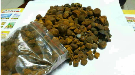 Tin tức ông có được những "dị vật" lạ trong bụng bò nhanh chóng lan ra khắp làng. Nhiều người tìm đến xem. Trong số này có một cụ già. Nhờ đọc nhiều sách báo cũ, cụ già này cho hay "dị vật" đó có khả năng chính là ngưu hoàng.