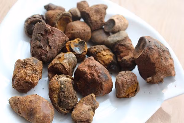 Vị thuốc quý này được hình thành trong mật của bò, trâu... bị ốm trong thời gian dài. Về sau, chúng khiến các con vật ngày càng yếu đi, bỏ ăn và từ từ chết.