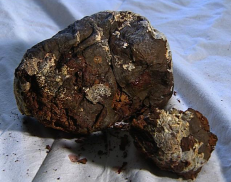 Nhìn bằng mắt thường, các "dị vật" có màu nâu vàng. Ban đầu, ông không biết chúng là thứ gì.