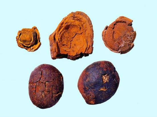 Ngưu hoàng được dân gian biết đến là một loại thuốc quý hiếm thường được tìm thấy trong bụng một số loài gia súc như trâu bò.