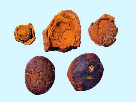 Ngưu hoàng được dân gian biết đến là một loại thuốc quý hiếm thường được tìm thấy trong bụng một số loài gia súc như trâu bò.