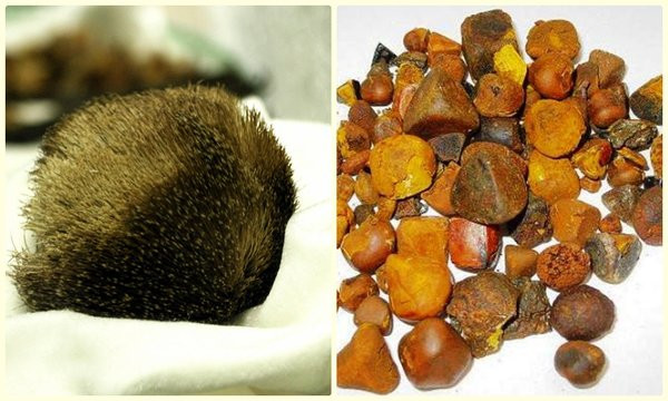 Để xác thực thông tin này, ông lão mời một chuyên gia đến kiểm tra. Theo đó, vị chuyên gia này khẳng định đó thực sự là ngưu hoàng tự nhiên.