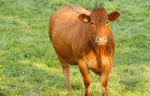 Một lão nông ở Trung Quốc kể rằng đã mua một con bò với giá 5.000 Nhân dân tệ. Sau vài tháng, ông nhận thấy con bò của mình ngày càng yếu đi và không chịu ăn uống mấy. Vì vậy, ông quyết định giết bò lấy thịt. Nhờ vậy, ông đã tìm thấy thuốc quý.