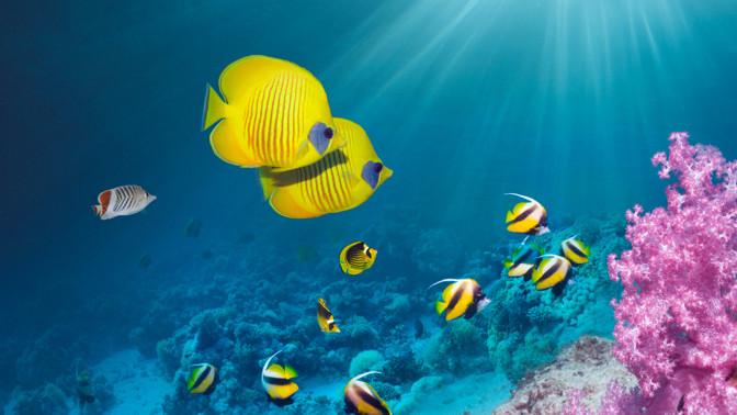 Sau một thời gian nghiên cứu, nhóm của giáo sư Magnus Wahlberg tìm ra lời giải. Họ phát hiện "thủ phạm" gây ra âm thanh kỳ bí đó không đến từ tàu ngầm.