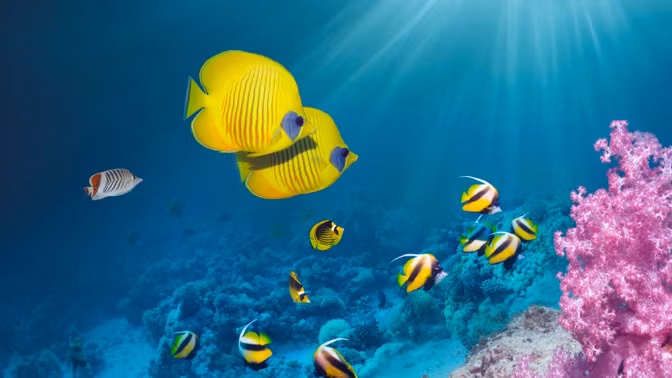 Sau một thời gian nghiên cứu, nhóm của giáo sư Magnus Wahlberg tìm ra lời giải. Họ phát hiện "thủ phạm" gây ra âm thanh kỳ bí đó không đến từ tàu ngầm.