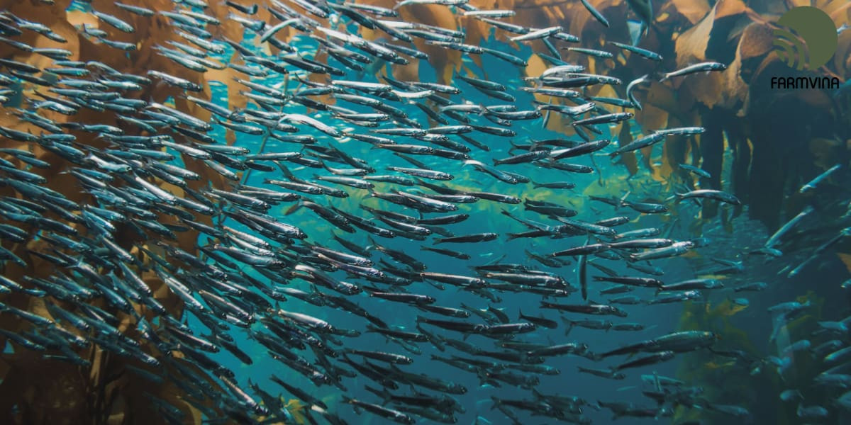 Trên thực tế, âm thanh phát ra từ loài cá trích. Giáo sư Magnus Wahlberg giải thích loài cá này khi di chuyển thành đàn dài tới vài km thì có thể tạo ra âm thanh đủ lớn khiến các cảm biến quân sự thu được.