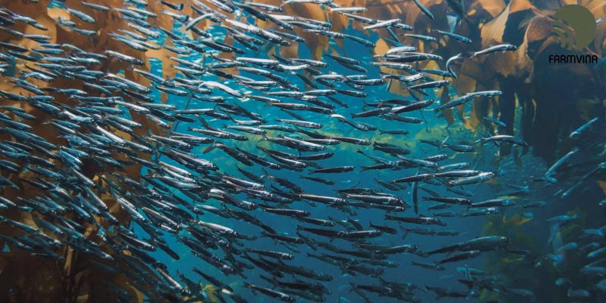 Trên thực tế, âm thanh phát ra từ loài cá trích. Giáo sư Magnus Wahlberg giải thích loài cá này khi di chuyển thành đàn dài tới vài km thì có thể tạo ra âm thanh đủ lớn khiến các cảm biến quân sự thu được.