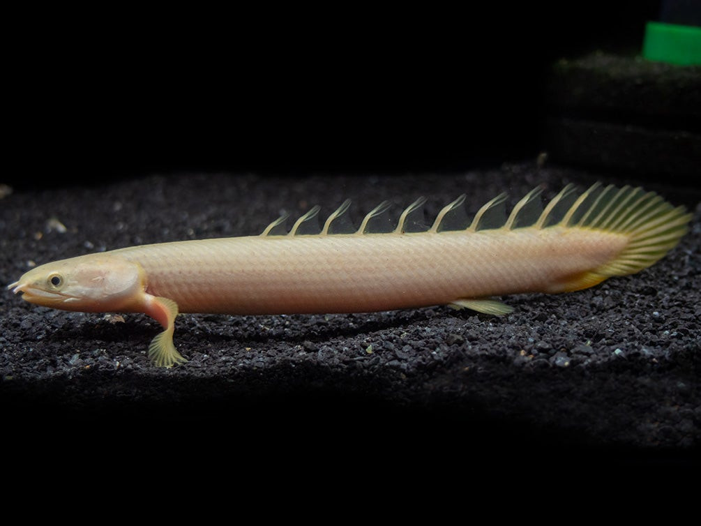 Theo các nhà khoa học, loài cá Bichir sở hữu nhiều đặc điểm tương tự như trong các hóa thạch động vật bốn chân cổ đại.