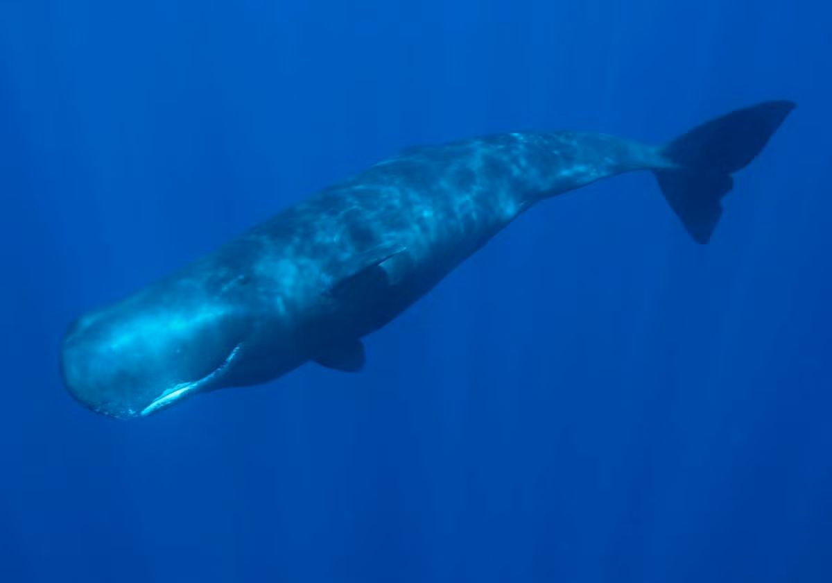 Với trọng lượng lên tới 13 kg, long diên hương của Tiểu Quý có giá hàng triệu Nhân dân tệ. Điều này xuất phát từ việc nó thường được bán với giá khoảng 50.000 USD/kg.