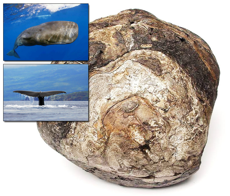 Nếu điều này là sự thật thì có nghĩa Tiểu Quý đã tìm được báu vật có giá trị rất lớn. Để chắc chắn, anh liên hệ với các chuyên gia để có thể nhận được câu trả lời chính xác nhất.