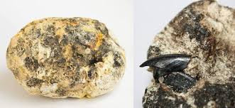 Dù vậy, Tiểu Quý vẫn muốn kiểm tra lại nên đã tìm kiếm các thông tin dựa trên hình dáng của vật thể lạ mà mình tìm thấy. Sau một thời gian tra cứu thông tin trên mạng, anh phát hiện nó khá giống với long diên hương quý hiếm.