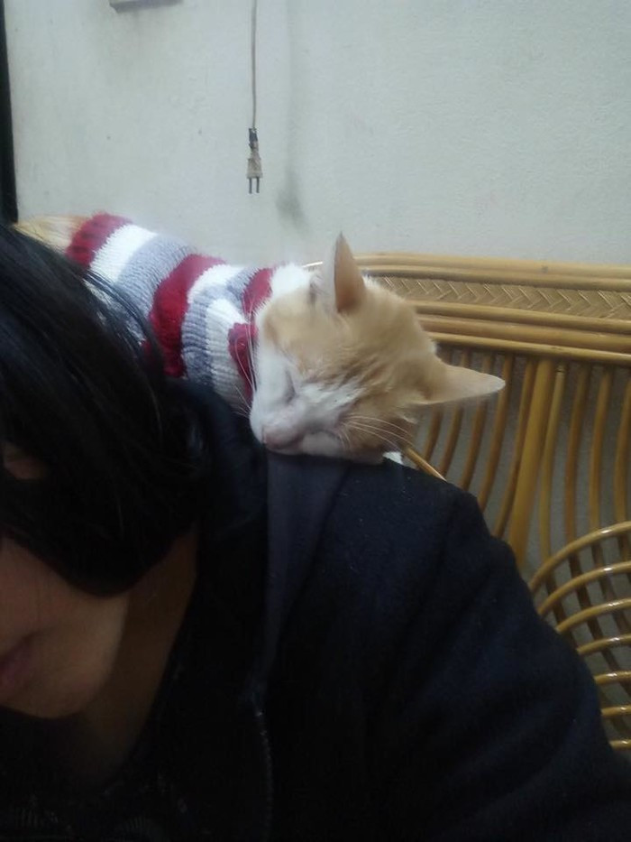 Xem xong ảnh này mới thấy, kể từ khi căn nhà có sự xuất hiện của những chú mèo dễ thương thì không rõ ai là con nuôi, ai là con đẻ nữa.