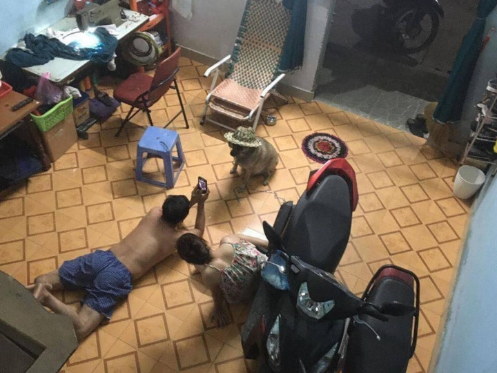 Thế nhưng, tình thế cũng có thể đảo lộn hoàn toàn khi những bậc phụ huynh nhận ra điểm đáng yêu từ chó mèo và có cái nhìn thiện cảm hơn về chúng.